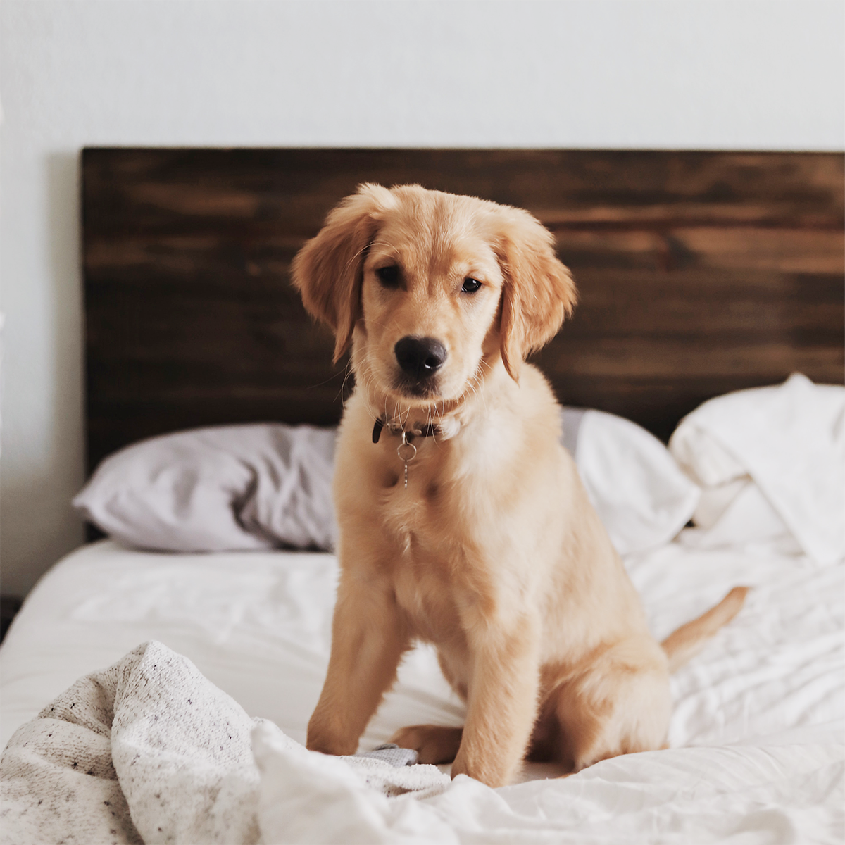 CANADA ROYAL PETS Marketplace for pets in Canada